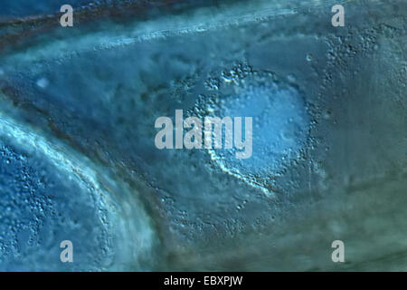 Cell wall, nucleus, and organelles of onion bulb scale epidermis cells Stock Photo