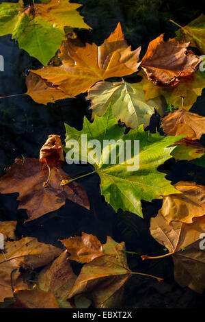 Autumn leaves floating on the river on a crisp sunny winters day Stock Photo
