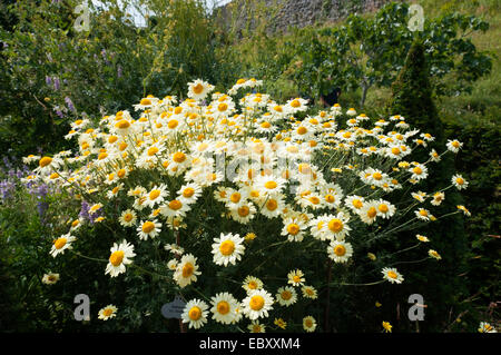 Dyer's chamomile, Anthemis tinctoria 'E.C. Buxton' Stock Photo