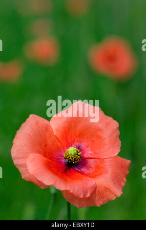 common poppy, corn poppy, red poppy (Papaver rhoeas), single flower, United Kingdom, Scotland Stock Photo