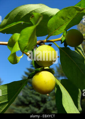 date plum tree (Diospyros lotus), fruits Stock Photo