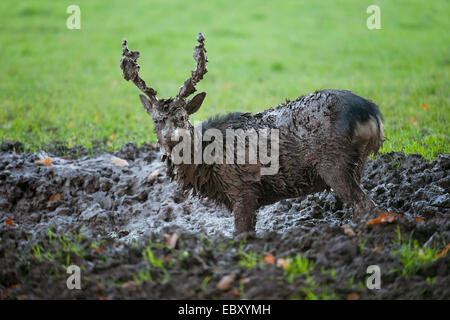 Sika Deer (Cervus nippon), mud-covered stag standing in a muddy pool, captive, Bavaria, Germany Stock Photo