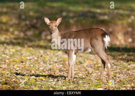 Sika Deer (Cervus nippon), hind standing in a forest meadow, captive, Bavaria, Germany Stock Photo