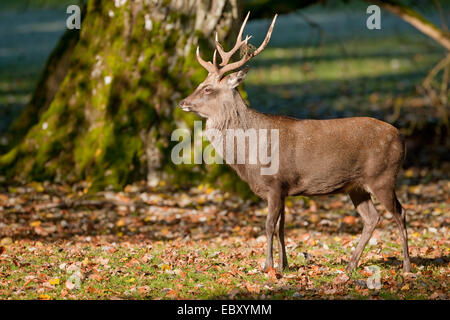 Sika Deer (Cervus nippon), stag standing in a forest meadow, captive, Bavaria, Germany Stock Photo