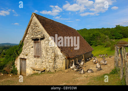 Geese farm, Perigord geese, Belcastel, Quercy, Dordogne, France, Europe Stock Photo