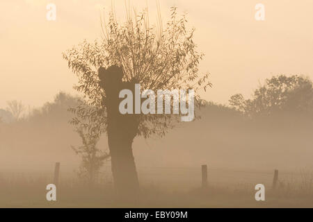white willow (Salix alba), old pollarded willow in morning fog, Germany, North Rhine-Westphalia Stock Photo