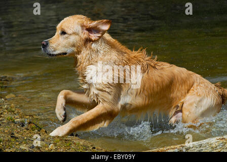 Golden Retriever (Canis lupus f. familiaris), running out of a water, Germany Stock Photo