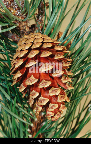mountain pine, mugo pine (Pinus uncinata, Pinus mugo ssp. uncinata), cone Stock Photo