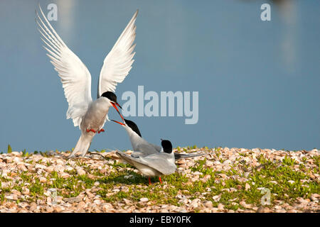 common tern (Sterna hirundo), three birds attacking each other at a shore covered with grass and countless seashells, Netherlands, Texel Stock Photo