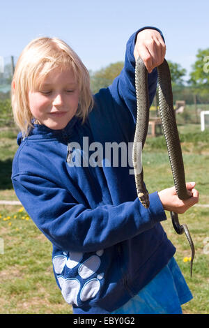 grass snake (Natrix natrix), boy holding a snake in hands, Germany Stock Photo