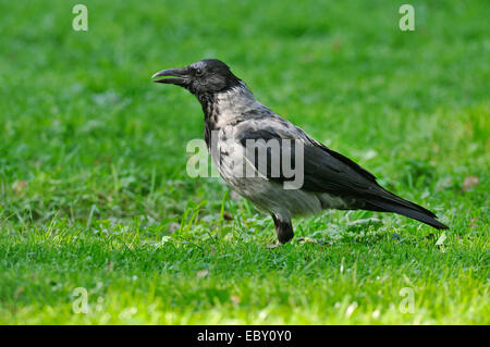 Hooded Crow (Corvus corone cornix) standing on a meadow, Leipzig, Saxony, Germany Stock Photo