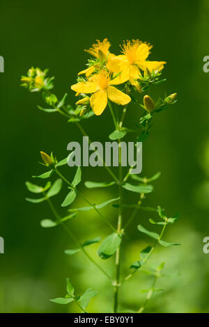 St. John's Wort, Tipton's Weed or Chase-devil (Hypericum perforatum), a medicinal plant, flowering, Jena, Thuringia, Germany Stock Photo