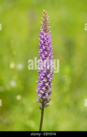 Large Fragrant Orchid (Gymnadenia conopsea), flowering, Jena, Thuringia, Germany Stock Photo