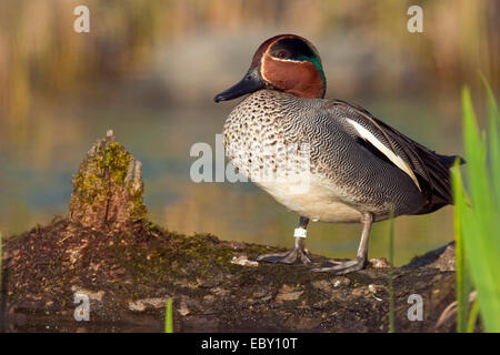 green-winged teal (Anas crecca), male sitting on a pond shore, Germany, Rhineland-Palatinate Stock Photo