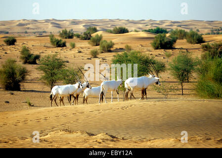 Arabian oryx (Oryx leucoryx), group in the desert, United Arab Emirates, Dubai Stock Photo