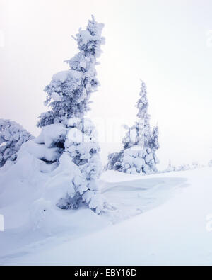 winter pine trees covered with fluffy snow Stock Photo