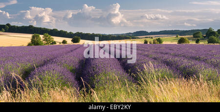 Lavender field in flower, Snowshill, Cotswolds, England. Summer (July) 2014. Stock Photo