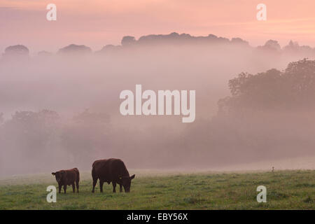 Red Ruby cattle grazing in the Devon countryside at dawn on a misty morning, Black Dog, Devon, England. Autumn (September) 2014.