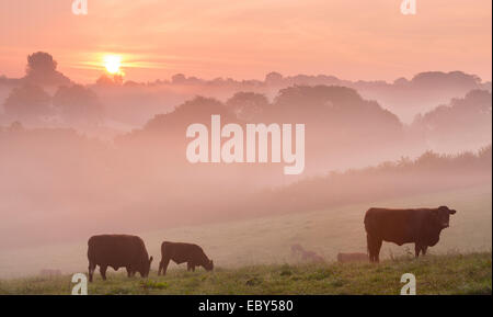 Red Ruby cattle grazing in the Devon countryside at dawn on a misty morning, Black Dog, Devon, England. Autumn (September) 2014. Stock Photo