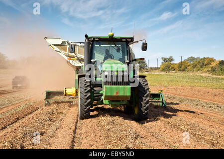 John Deere Tractor harvesting inverted peanut crop. Stock Photo