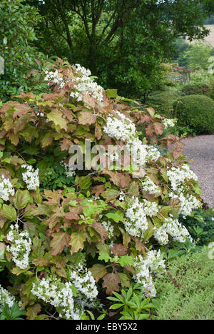 Hydrangea quercifolia snowflake Stock Photo