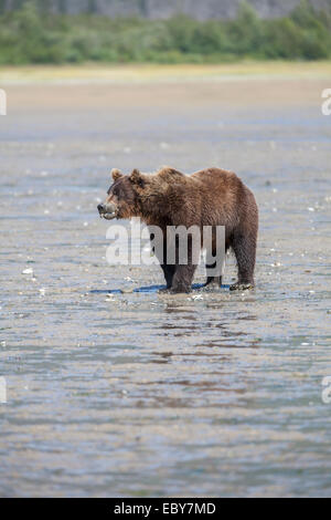 Coastal Brown bear in Chinitna Bay, Kenai Peninsula Borough, Alaska, USA Stock Photo