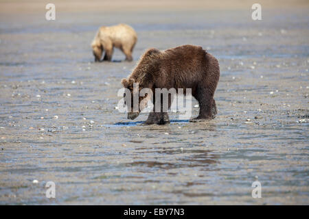 Coastal Brown bear in Chinitna Bay, Kenai Peninsula Borough, Alaska, USA Stock Photo
