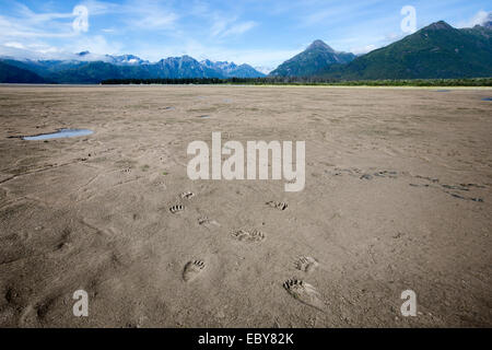 Some footprints from a brown bear in Kenai National Park, Alaska, USA Stock Photo