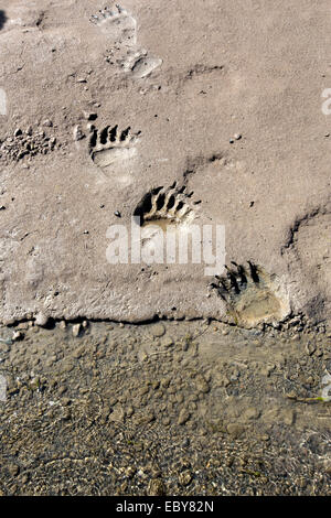 Some footprints from a brown bear in Kenai National Park, Alaska, USA Stock Photo