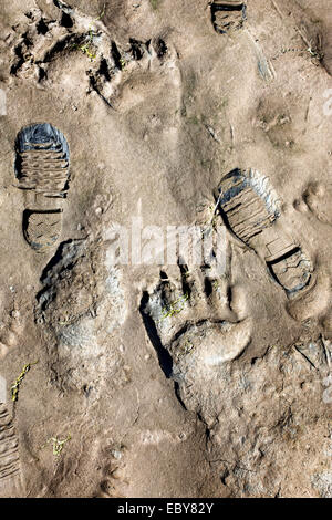 Some footprints from a brown bear in Kenai National Park, Alaska, USA Stock Photo