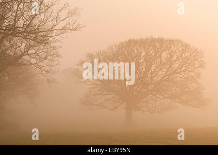 Trees in winter fog at sunrise, Black Dog, Devon, England. Winter (March) 2014. Stock Photo