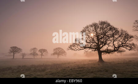 Trees in fog at sunrise, Devon, England. Winter (March) 2014. Stock Photo