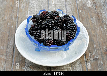 Rubus fruticosus, 'Lochness' in blue glass vintage bowl on white saucer Stock Photo