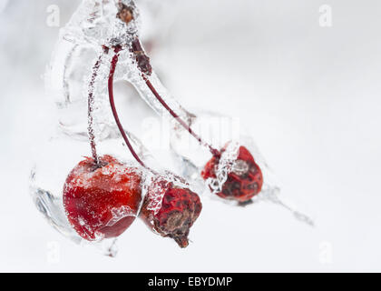 Three red crab apples on branch frozen with ice in winter, close up Stock Photo