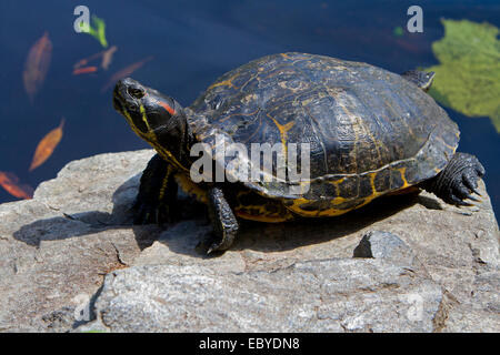 Painted Turtle (Chrysemys picta) on a rock at Kings Pond, Victoria, Vancouver island, BC, Canada in May Stock Photo