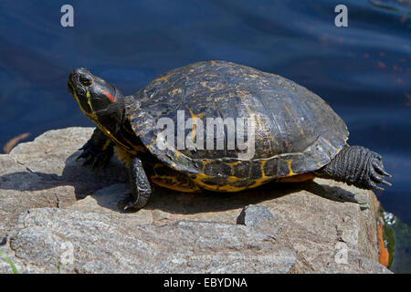 Painted Turtle (Chrysemys picta) stretching on a rock at Kings Pond, Victoria, Vancouver island, BC, Canada in May Stock Photo