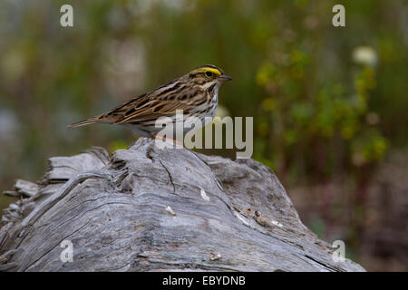 Savannah Sparrow (Passerculus sandwichensis) perched on stump at Little Qualicum River Estuary, Vancouver Is, BC, Canada in May Stock Photo