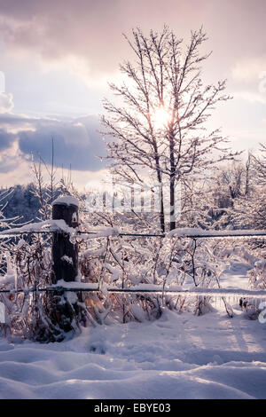 Landscape of fence, plants and trees covered in ice after snowstorm. Ontario, Canada. Stock Photo