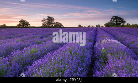Lavender field at dawn, Somerset, England. Summer (July) 2014.