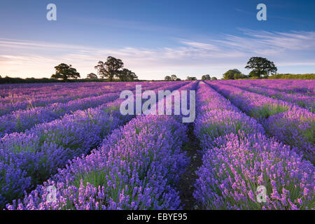 Lavender field at dawn, Somerset, England. Summer (July) 2014. Stock Photo