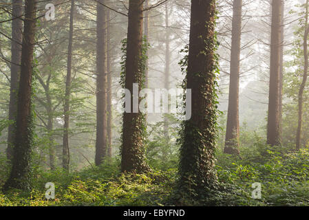 Pine forest with early morning sunlight, Morchard Bishop, Devon, England. Autumn (September) 2014. Stock Photo