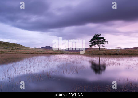 Kelly Hall Tarn at twilight, Lake District, Cumbria, England. Autumn (November) 2014. Stock Photo