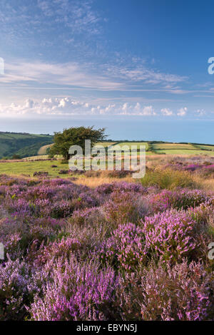 Heather in flower on Porlock Common, Exmoor National Park, Somerset, England. Summer (August) 2014. Stock Photo