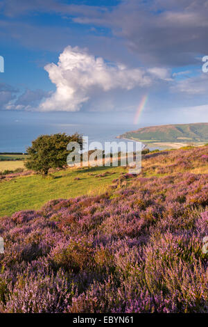 Heather in flower on Porlock Common, Exmoor National Park, Somerset, England. Summer (August) 2014. Stock Photo