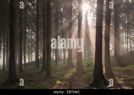 Sun shining through misty pine woodland, Morchard Bishop, Devon, England. September (Autumn) 2014. Stock Photo