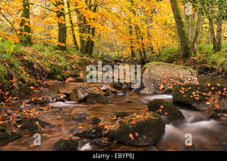 River Teign surrounded by autumnal trees, Dartmoor, Devon, England. Autumn (November) 2014. Stock Photo