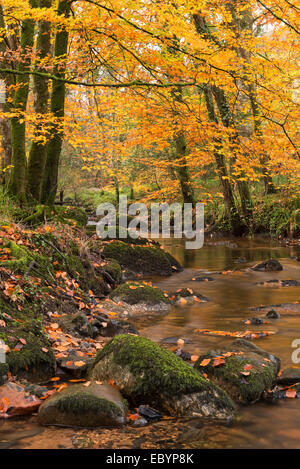 River Teign surrounded by autumnal trees, Dartmoor, Devon, England. Autumn (November) 2014. Stock Photo