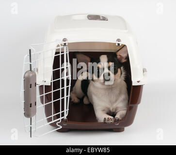 42x28 dog crate tray