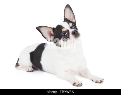 Cute Chihuahua looks up. Isolated over white background Stock Photo