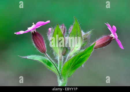 A red campion flower head UK Stock Photo